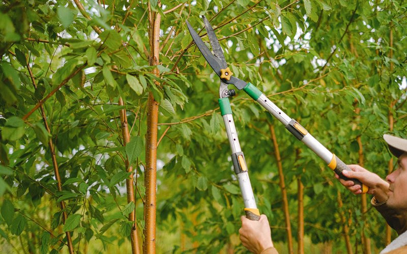 Tree trimming in Hodgenville, KY